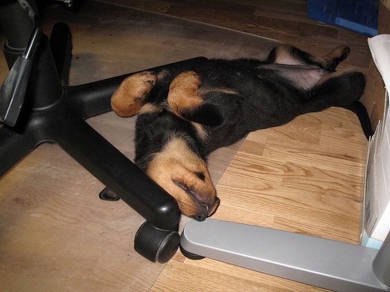 10 Hilarious Photos That Prove Rottweilers Can Sleep Absolutely Anywhere 2 rottweiler-puppy-sleep-floor