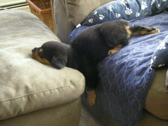 rottweiler puppy sleeping