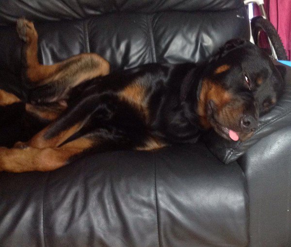rottweiler rest time