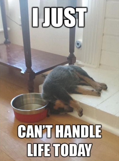 rottweiler sleep funny