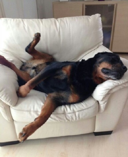 The 100 All-Time Best Quotes About Dogs 7