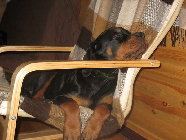 rottweiler-sleeping-chair
