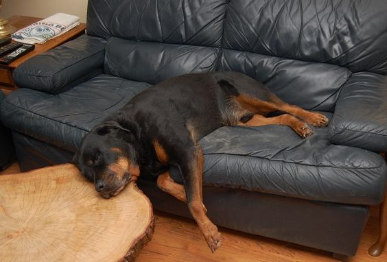 rottweiler sleeping funny