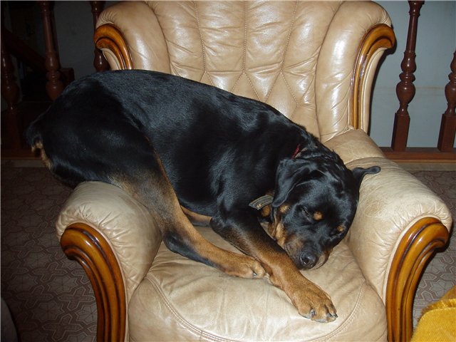 rottweiler sleeping in arm chair