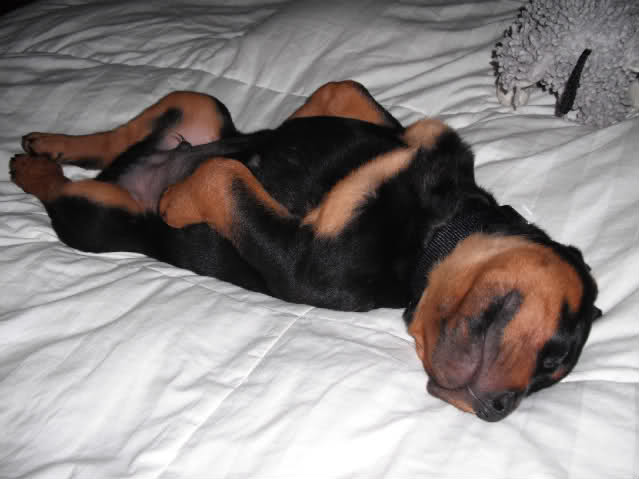 rottweiler sleeping in bed