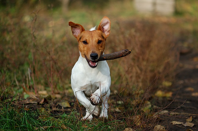 running jack russell stick dog