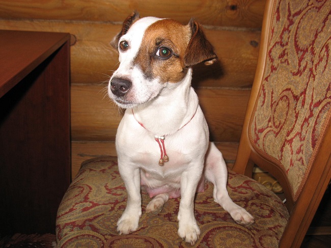 sitting jack russell dog chair