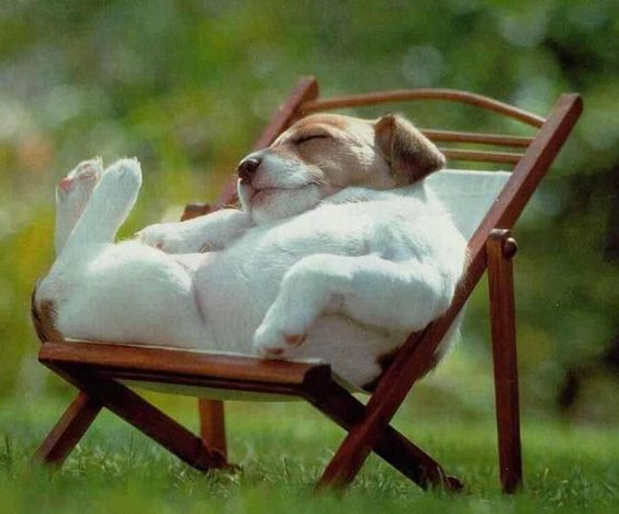 sleep jack russel dog arm chair