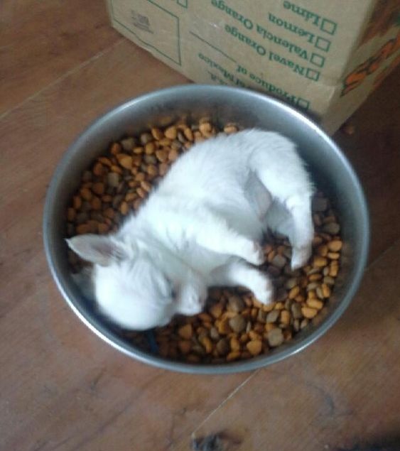 sleeping chihuahua in bowl