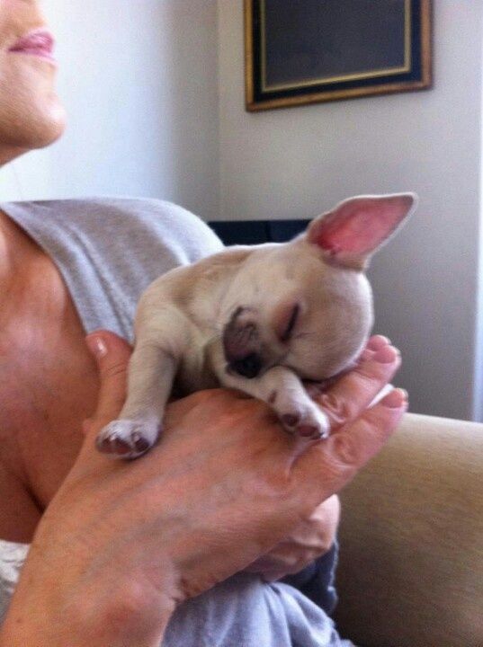 sleeping cute chihuahua