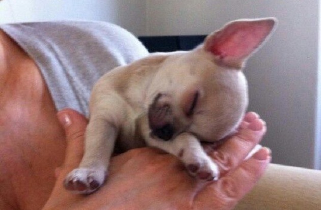 10 Hilarious Photos That Prove Chihuahuas Can Sleep Absolutely Anywhere 6
