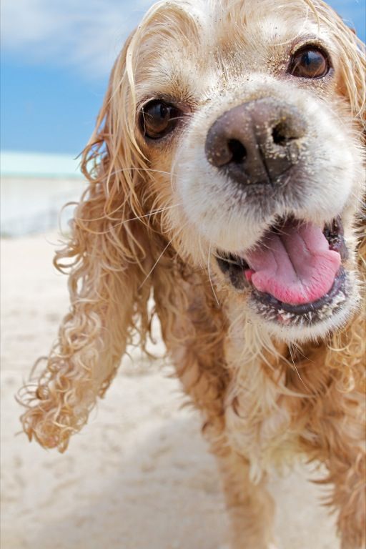 spaniel summer photo