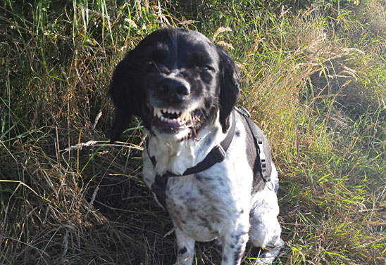 springer spaniel dog face