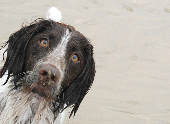 springer spaniel face funny