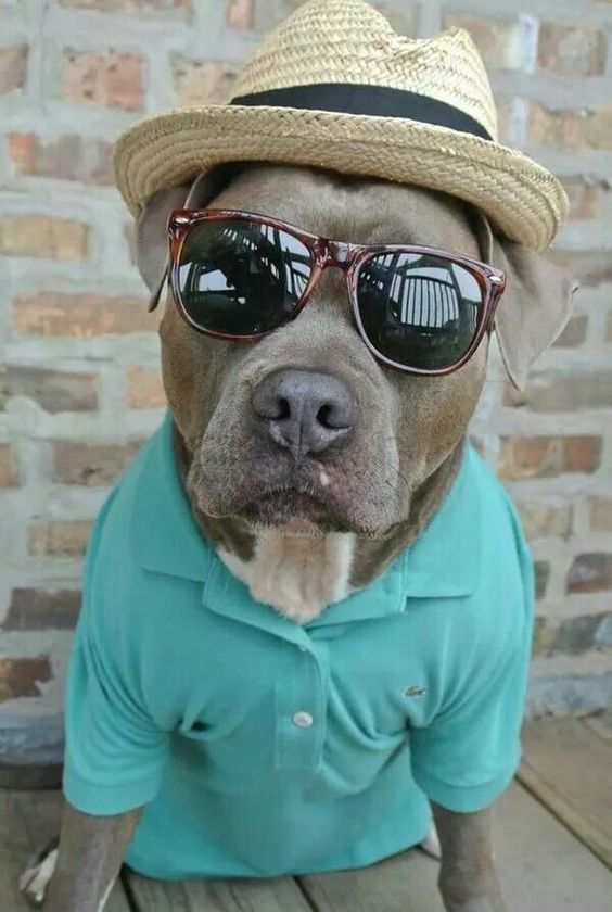stafford bull terrier dress pics