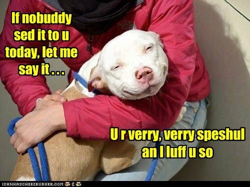 stafford bull terrier hug cute smile