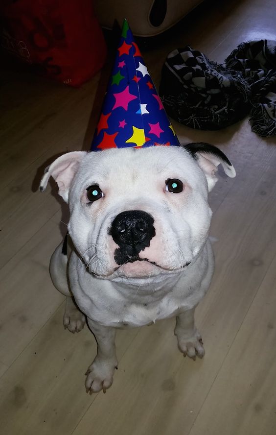 staffordshire bull terrier birthday