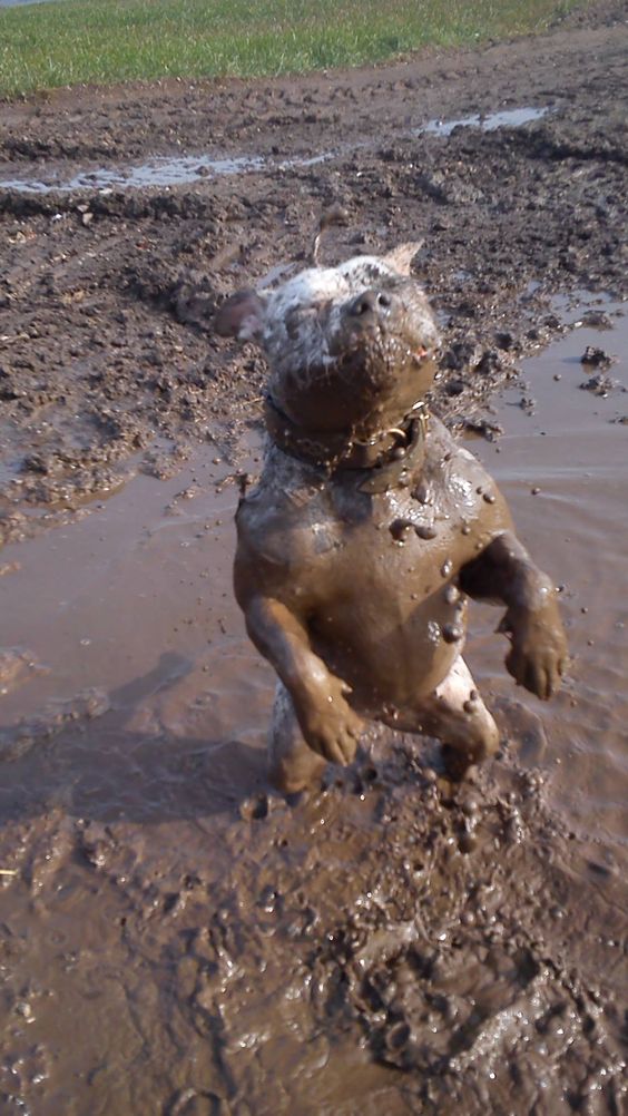 staffordshire bull terrier mud funny