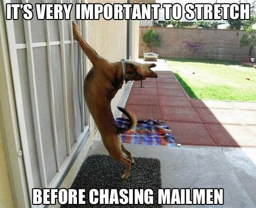 strech meme dog