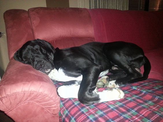 sweet dreams cute great dane photo