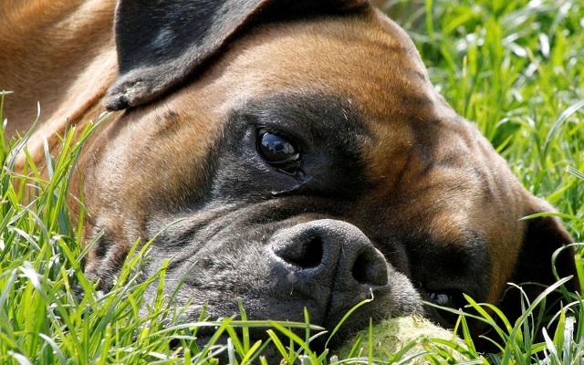 tired boxer dog green grass