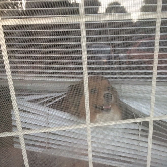 watching dog window