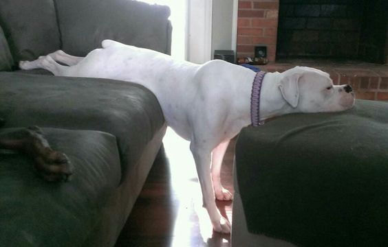 white boxer dog nap time