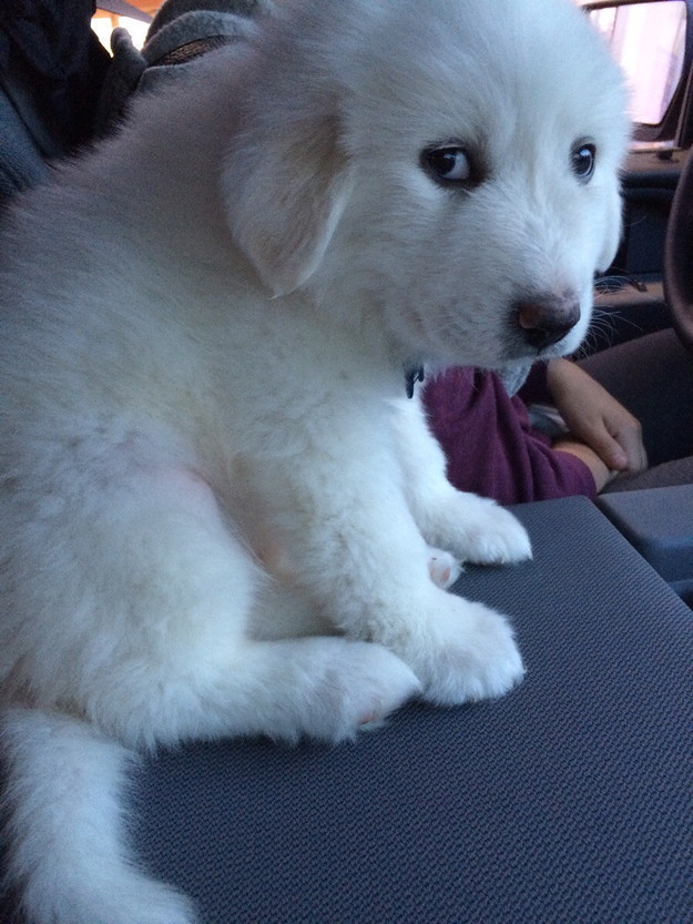 white pup eyes car trip