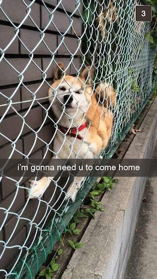 Silly Dog...