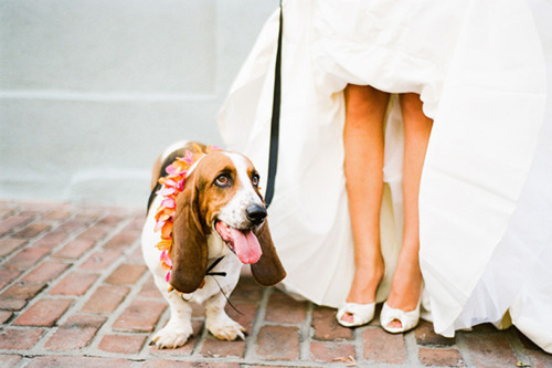 basset hound and bride