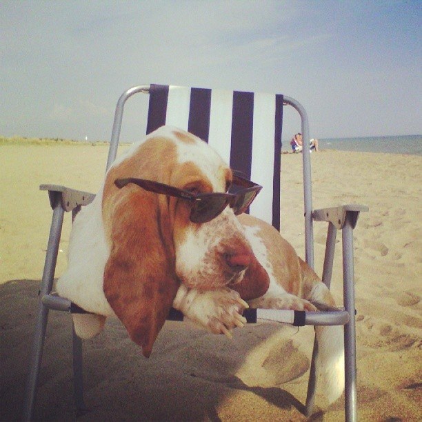 basset hound beach glasses