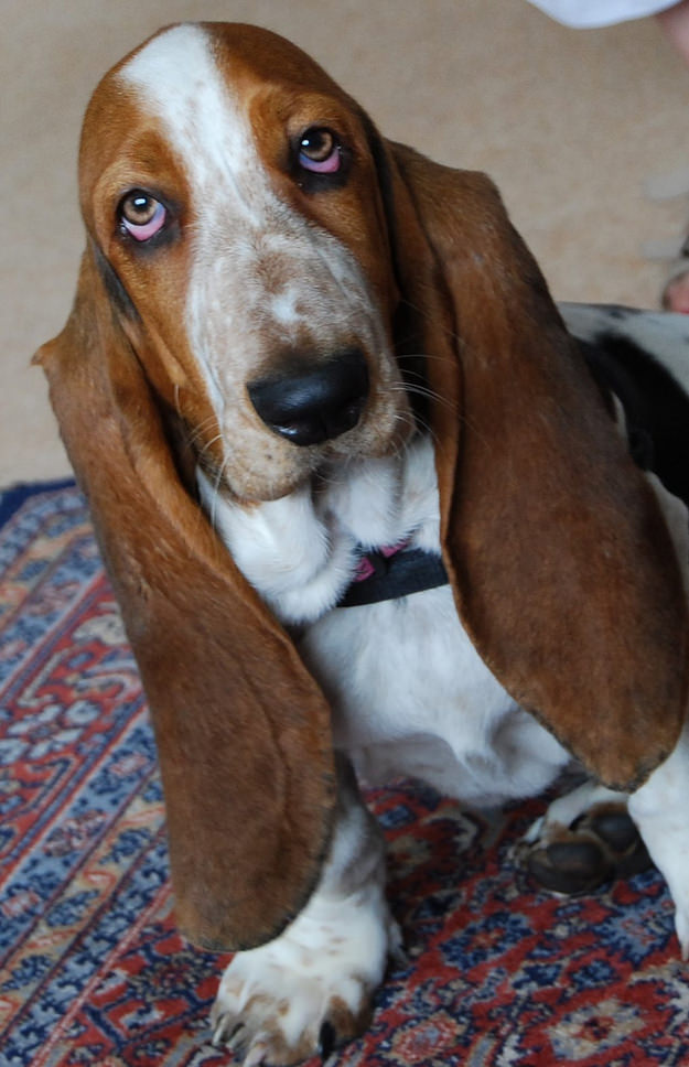 basset hound big ears