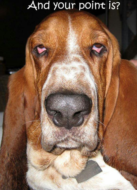 basset-hound-face-meme-funny.jpg