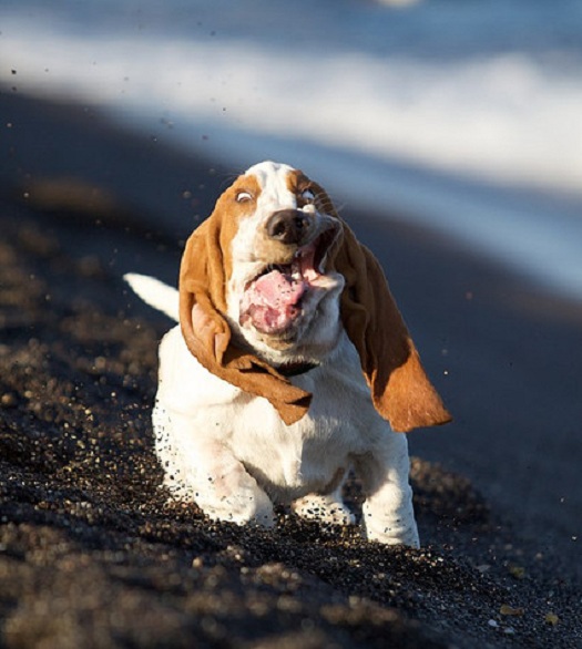 basset hound face running