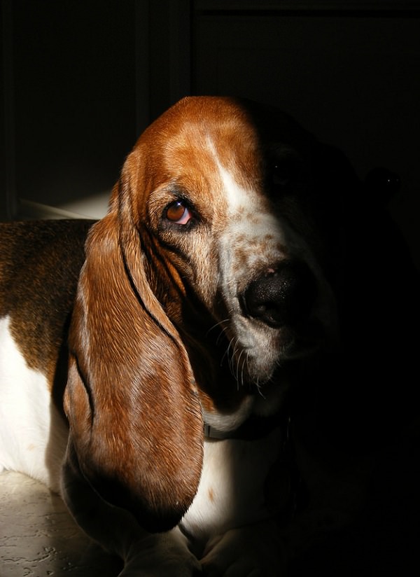 basset hound face sad dog