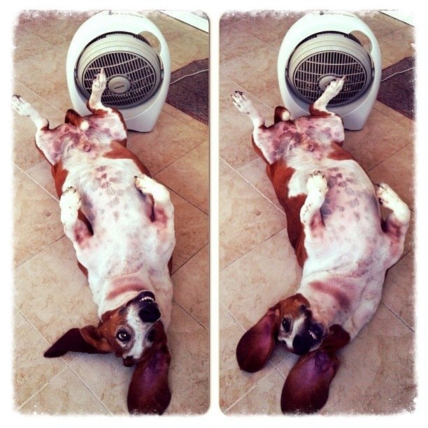 basset hound fan