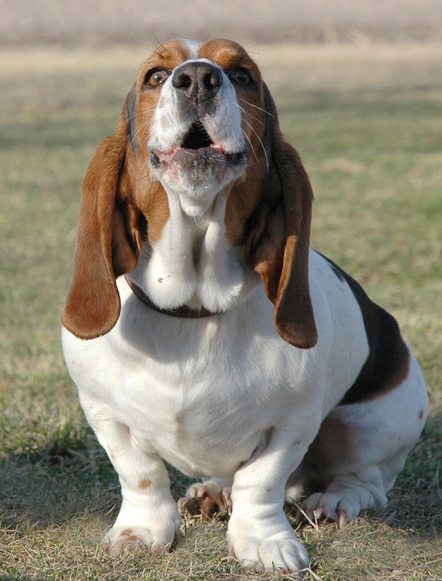 basset hound singing dog