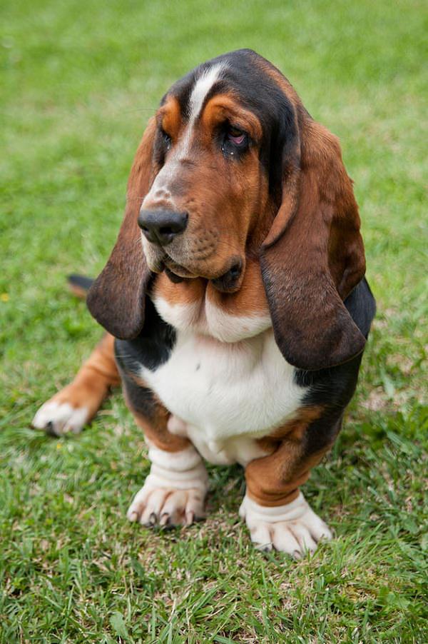 basset hound sitting photo