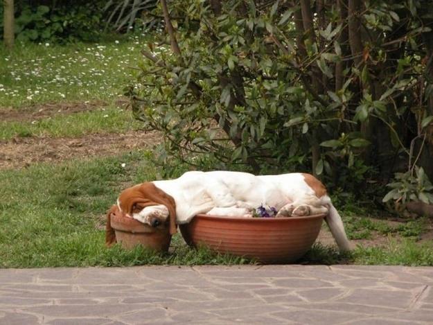 basset hound sleeping funny