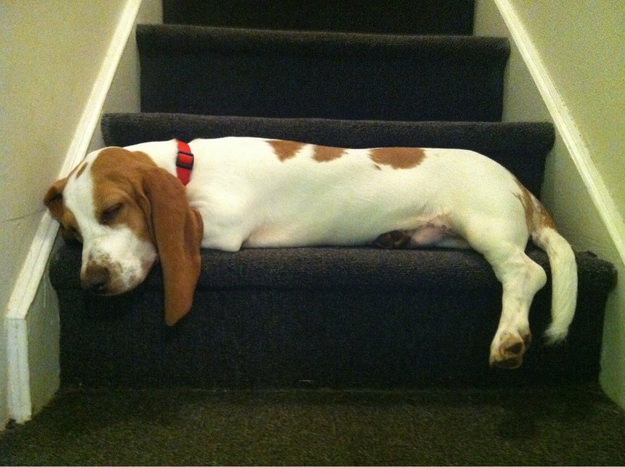 basset hound sleeping stairs dog