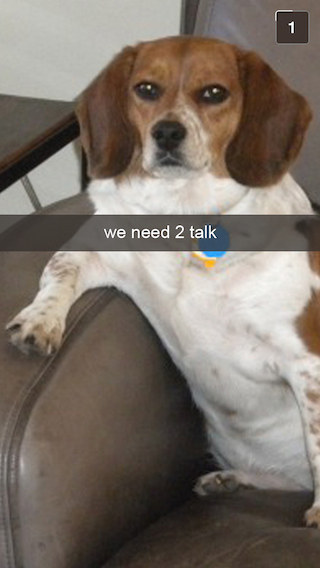 beagle need talk