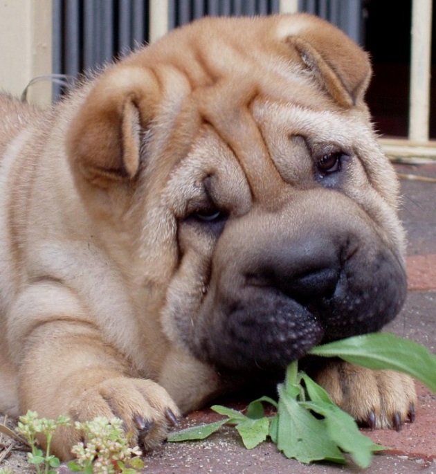 beautiful shar pei photo dog