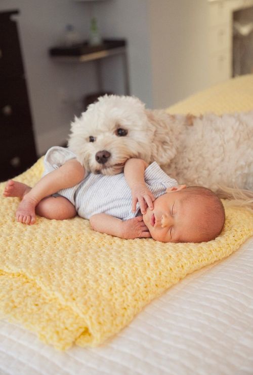Tips on how to keep your newborn safe around animals 18