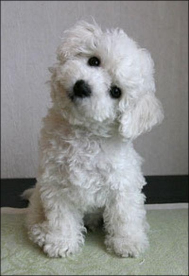 bichon frise head tilts