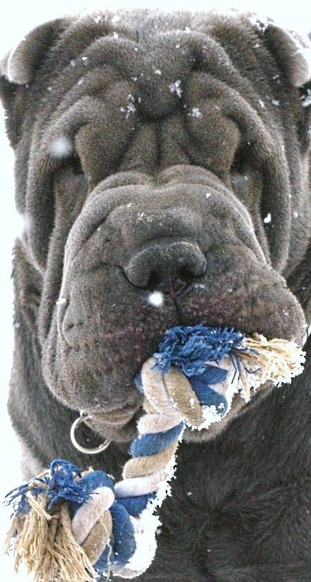 blue sharpei face play