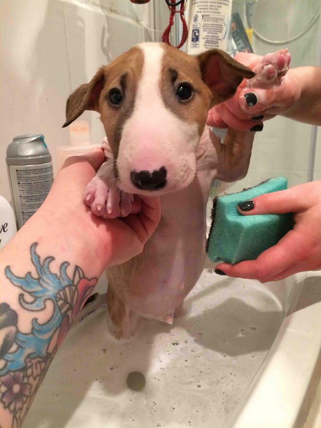 bull terrier puppy bath time