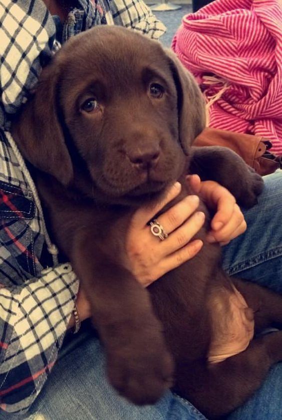 chocolate labrador pup