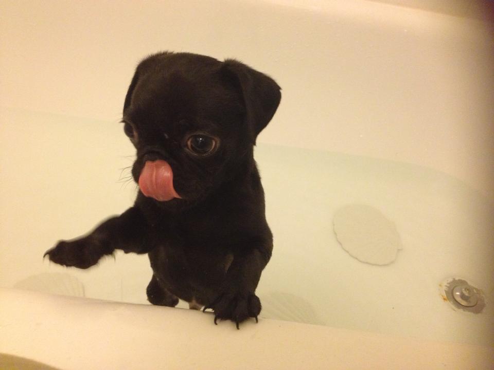 cute puppy