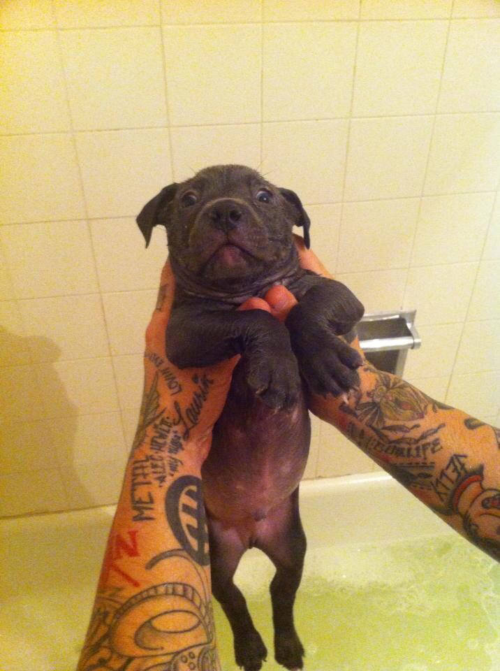 cute wet puppy bath