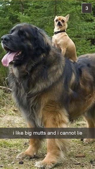 dog friends